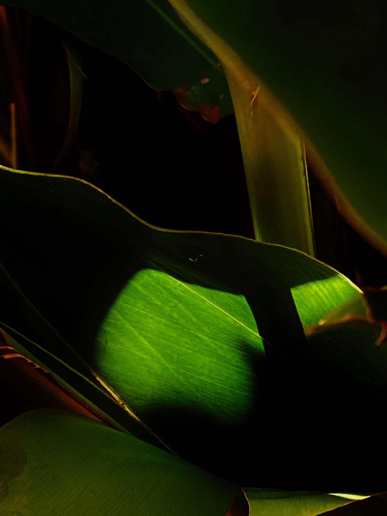 Click here to view Noites Da Floresta by Silvana LaCreta Ravena