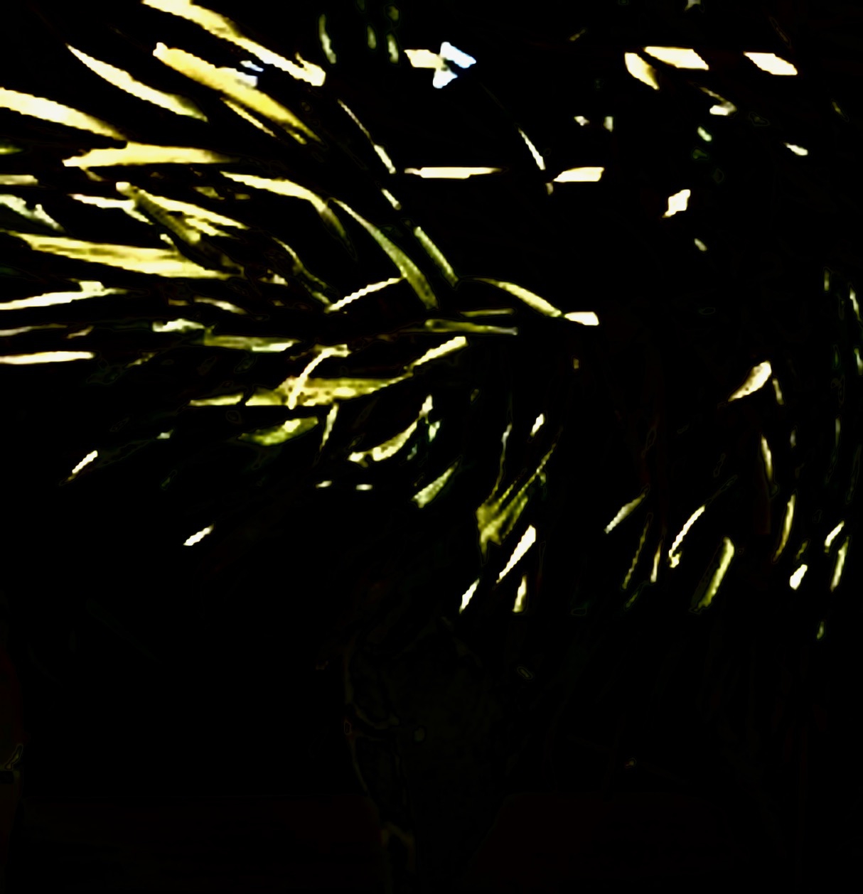 Noites da Floresta by Silvana LaCreta Ravena