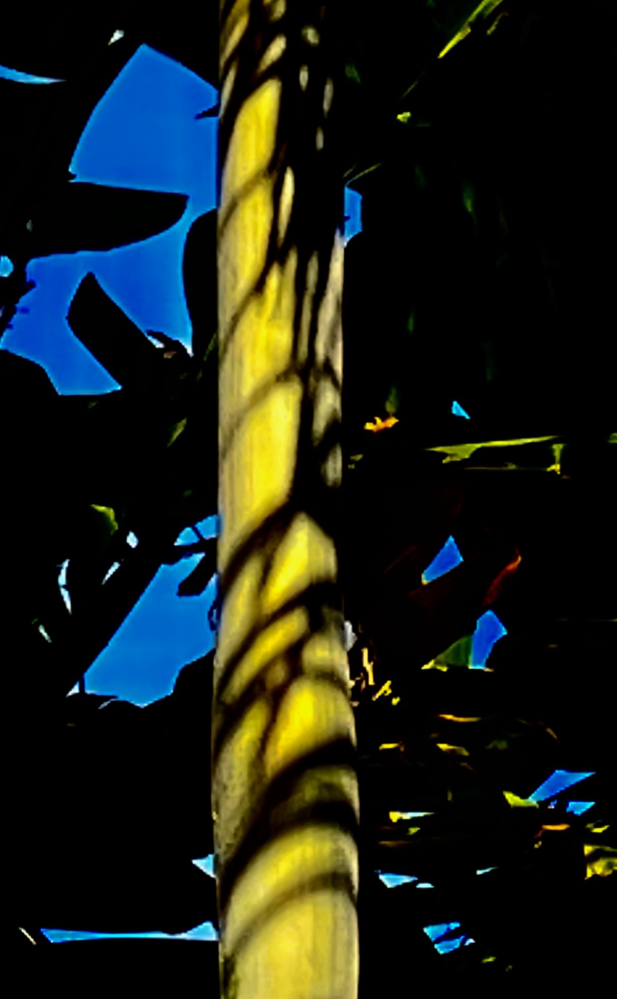 Noites da Floresta by Silvana LaCreta Ravena