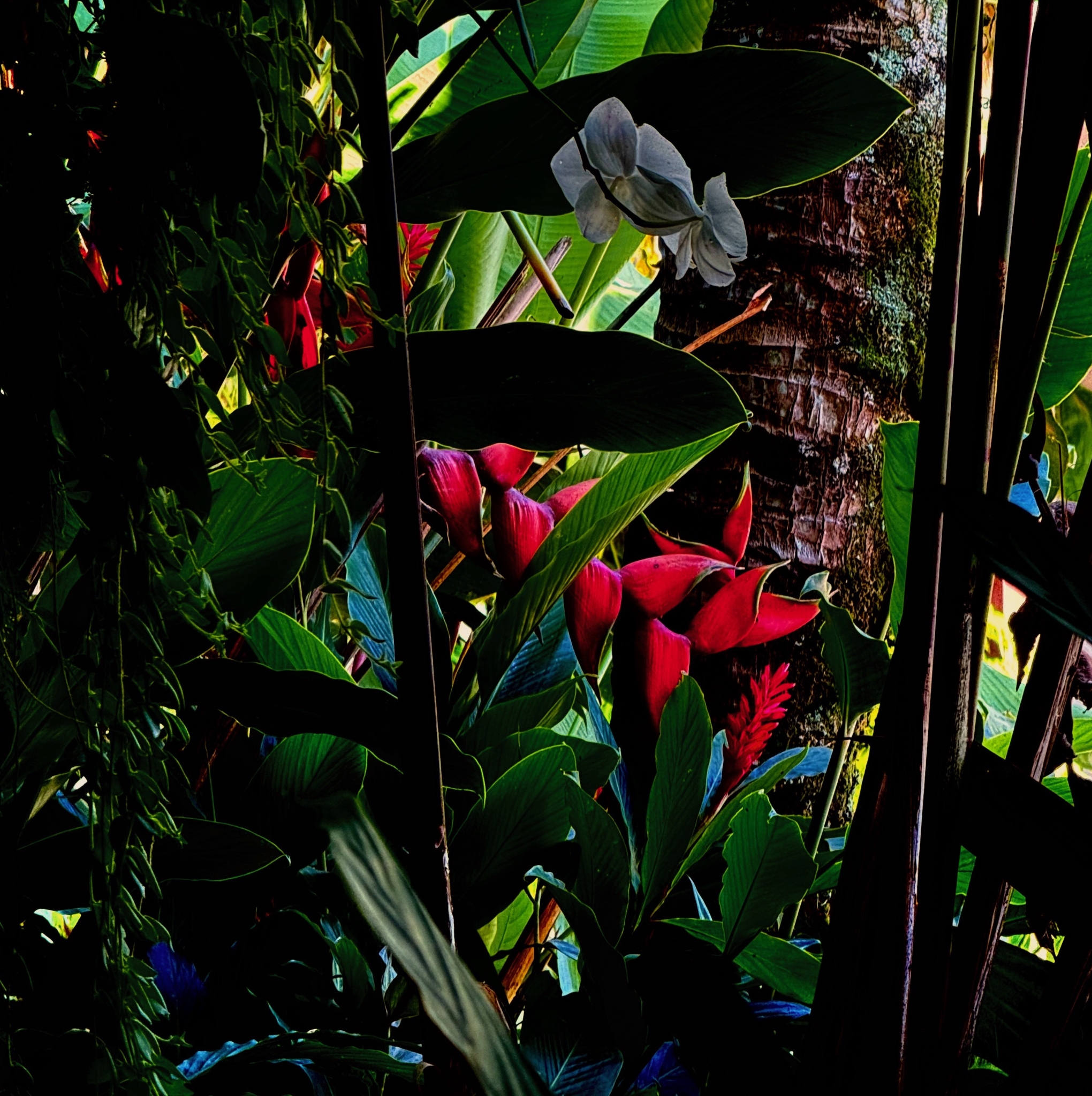 Click here to view Noites da Floresta by Silvana LaCreta Ravena