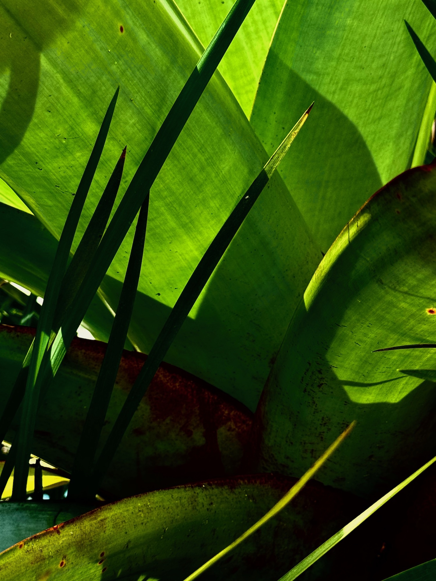 Click here to view  Noites da Floresta by Silvana LaCreta Ravena