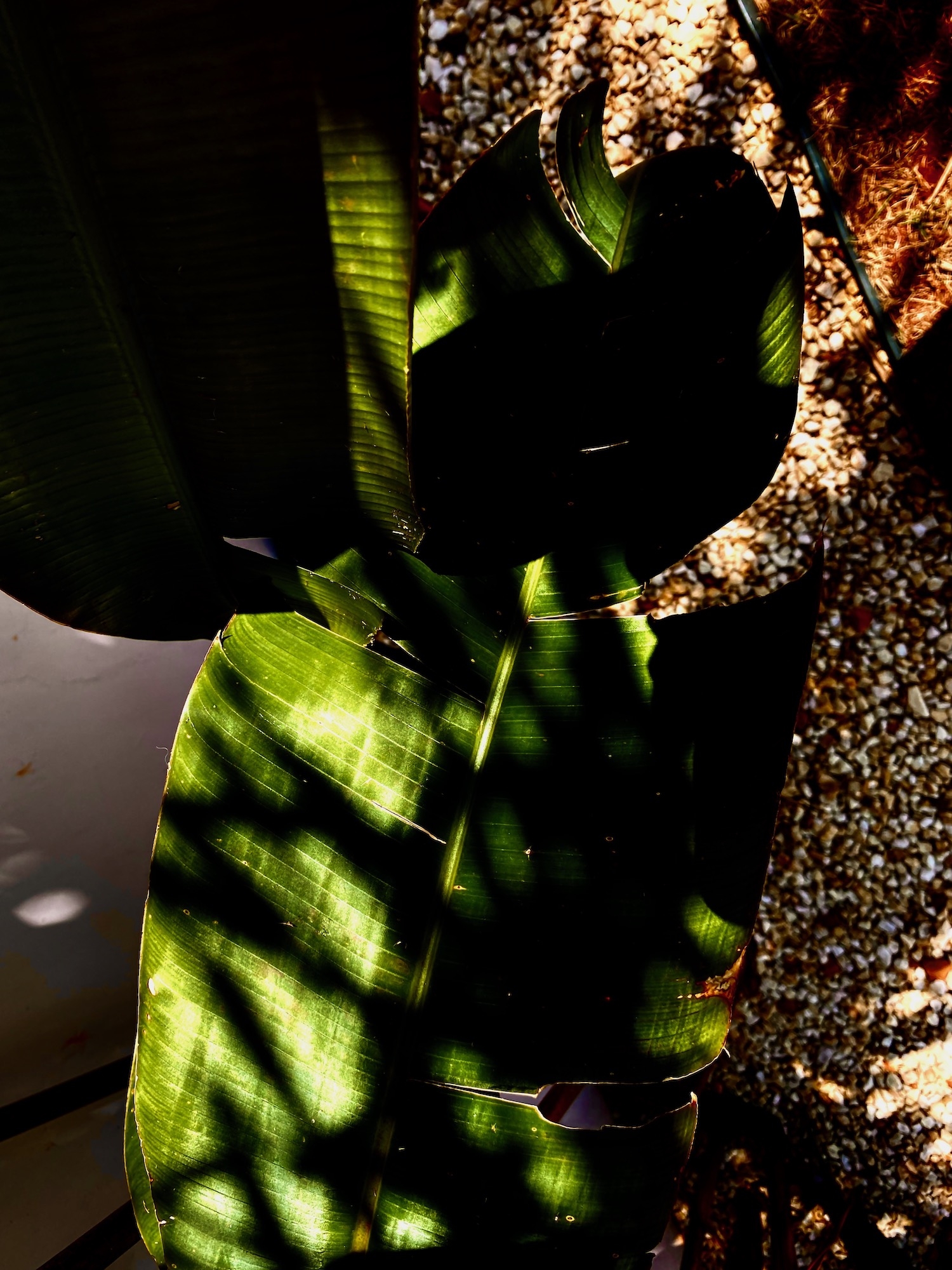 Click here to view  Noites da Floresta by Silvana LaCreta Ravena