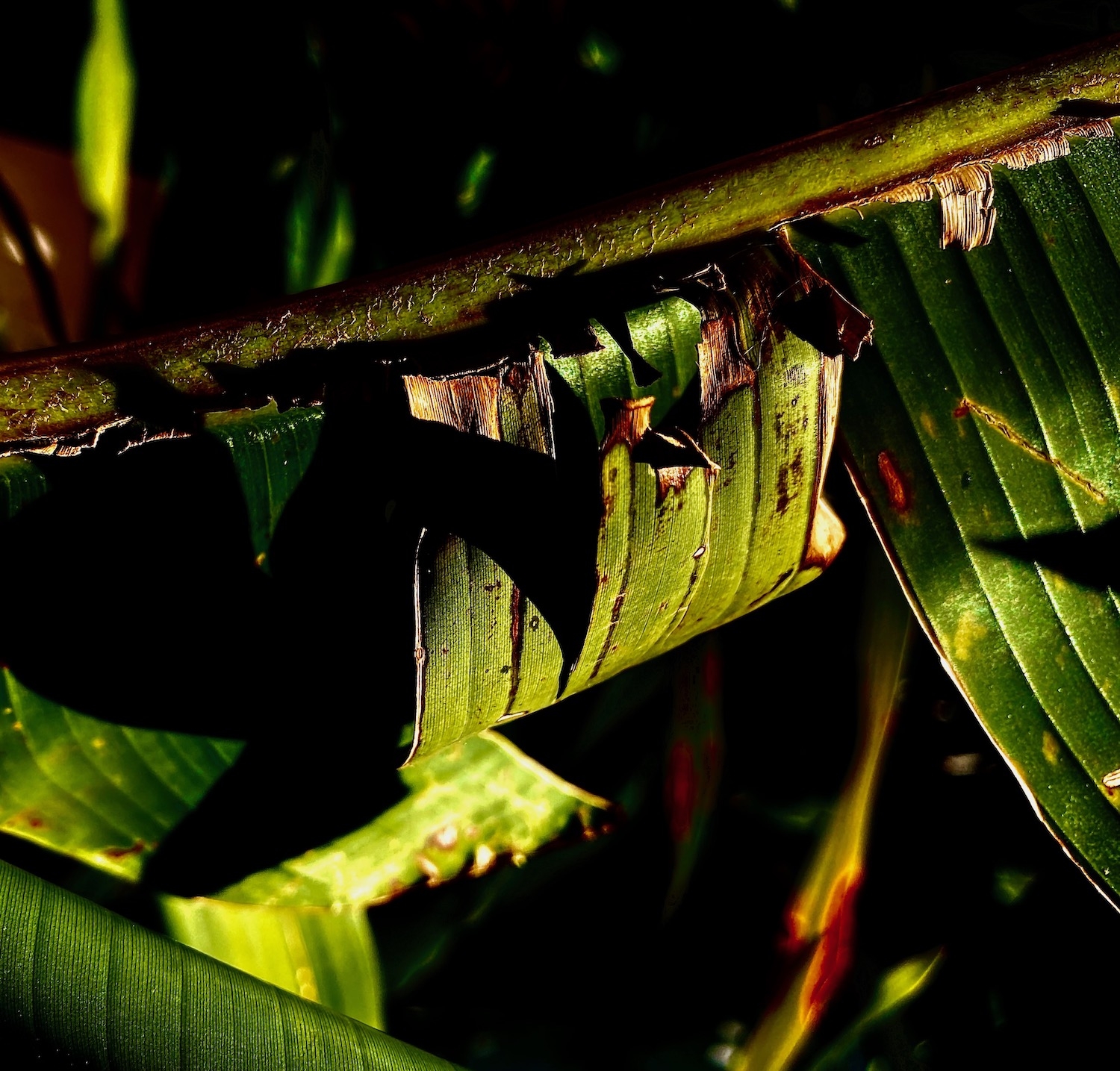 Noites da Floresta by Silvana LaCreta Ravena