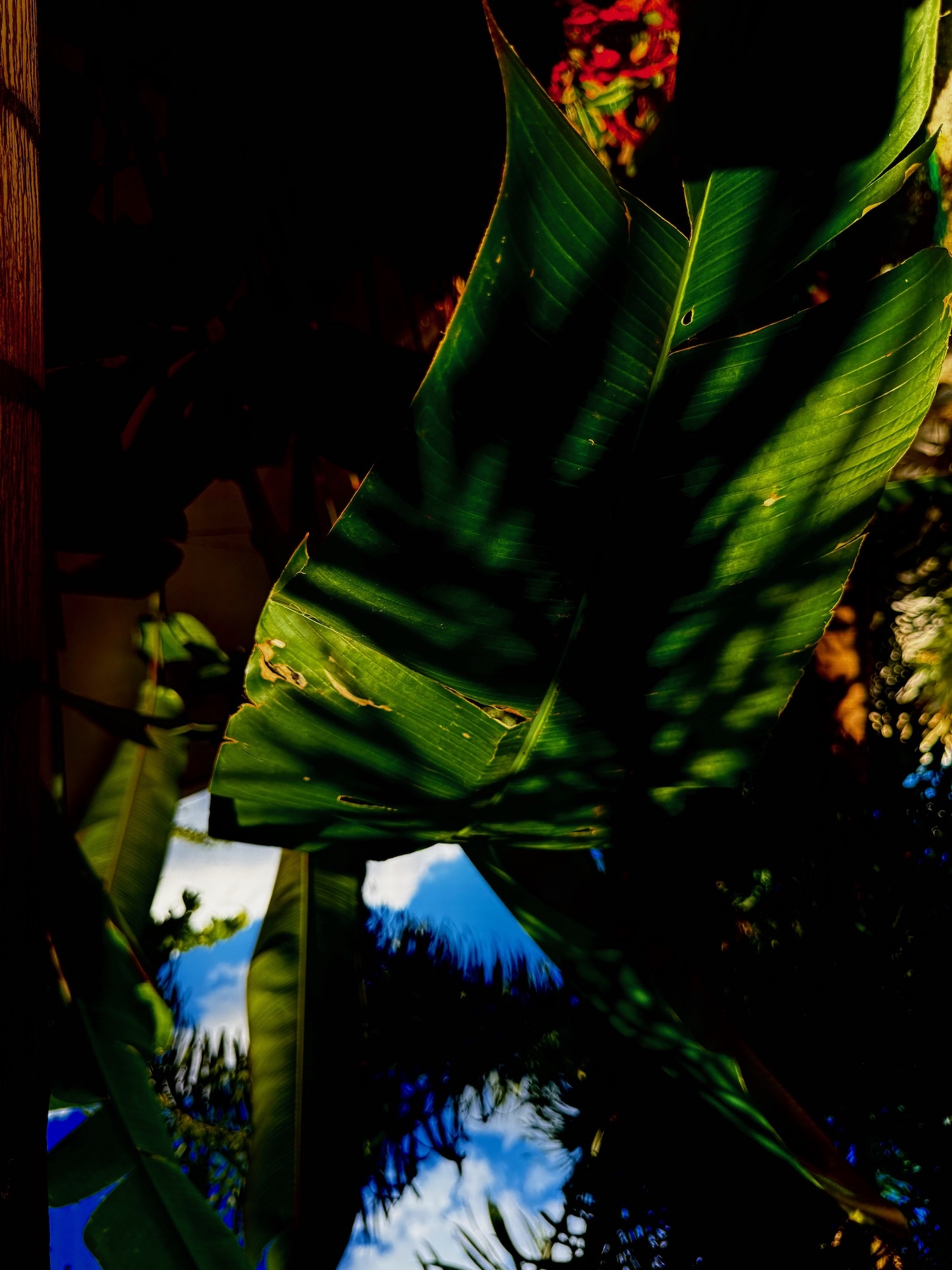 Click here to view Noites da Floresta by Silvana LaCreta Ravena
