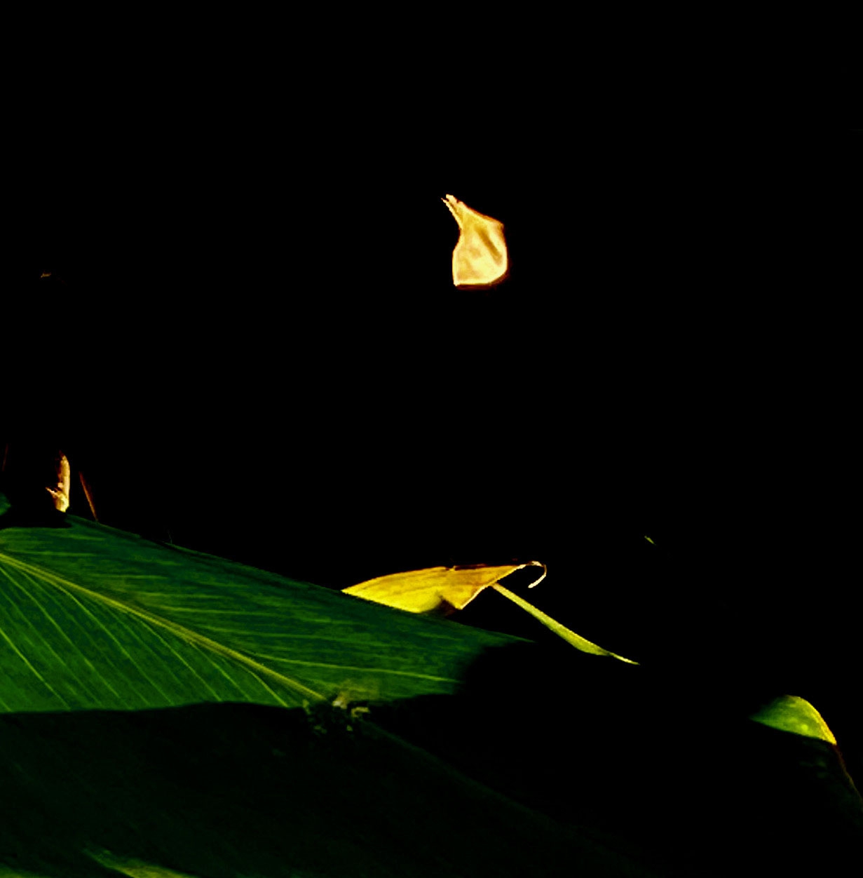 Click here to view Noites da Floresta by Silvana LaCreta Ravena