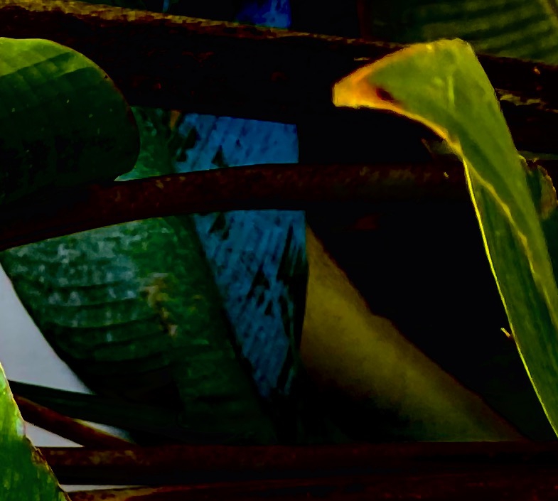 Click here to view Noites da Floresta by Silvana LaCreta Ravena